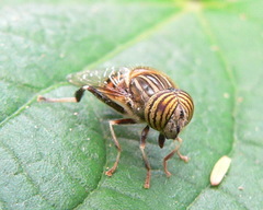 Eristalinus quinquelineatus