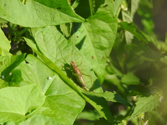 Conocephalus dorsalis