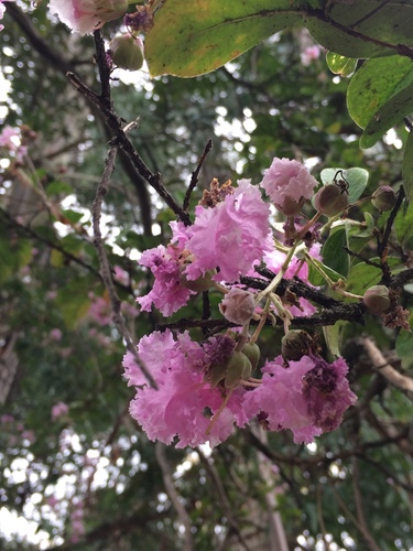 Indijski pukalj (Lagerstroemia indica)