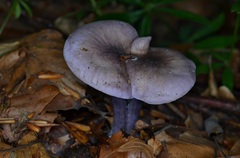 Calocybe ionides