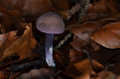 Calocybe ionides