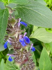 Salvia clinopodioides