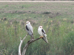 White-Tailed Kite photo 6