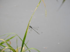 Lestes sponsa