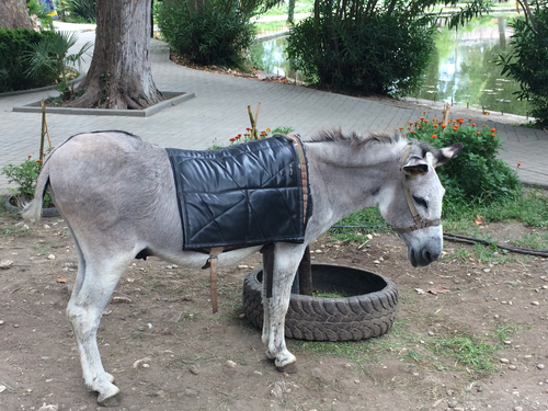 Domaći magarac (Equus asinus)
