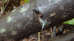 Machaerium condensatum