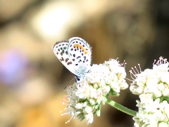 Euphilotes bernardino