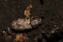 Synchita undata