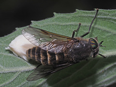 Hybomitra auripila