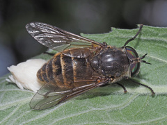 Hybomitra auripila