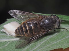 Hybomitra auripila