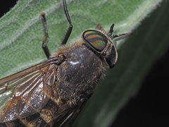 Hybomitra auripila