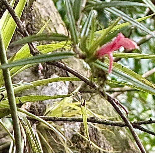 Columnea linearis, photograph 6