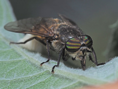 Hybomitra auripila