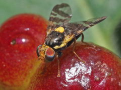 Rhagoletis cerasi