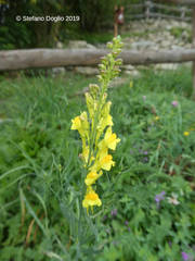 Linaria angustissima