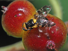 Rhagoletis cerasi