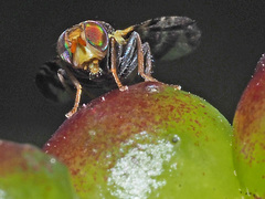 Rhagoletis cerasi