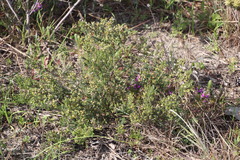 Phylica parviflora