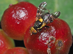 Rhagoletis cerasi