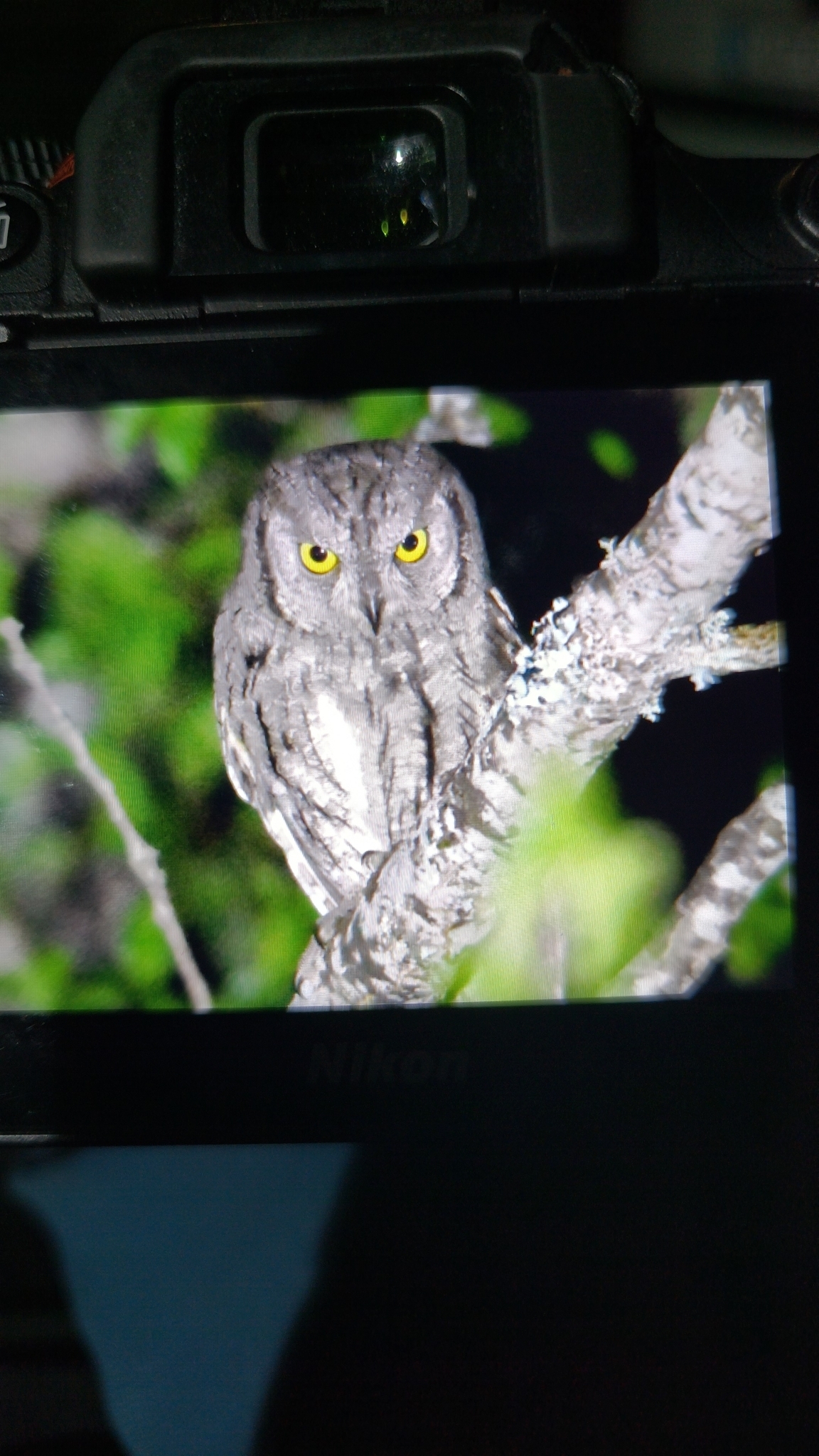 Eurasian Scops Owl