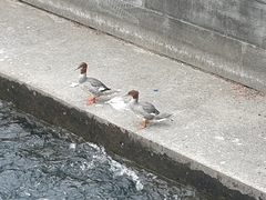 Mergus merganser