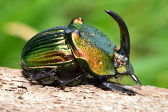 Phanaeus amithaon