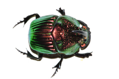 Phanaeus amithaon