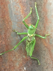 Neobarrettia spinosa