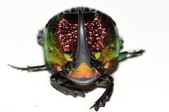 Phanaeus amithaon