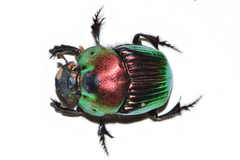 Phanaeus amithaon