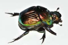 Phanaeus amithaon