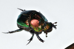 Phanaeus amithaon