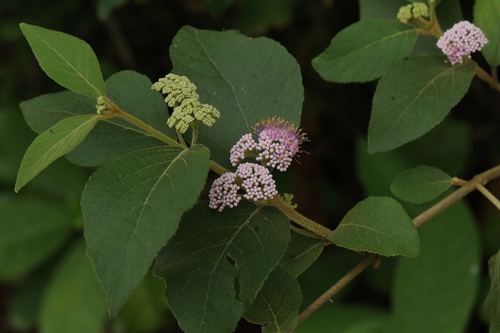 Image of Callicarpa formosana by no rights reserved