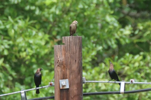 Brown-headed Cowbird photographed in Louisiana