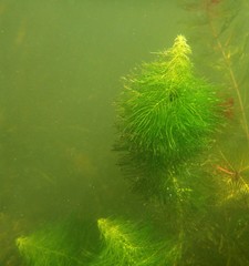 Myriophyllum sibiricum