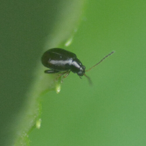 Flax Flea Beetle