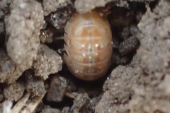 Armadillidium vulgare