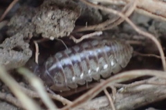 Armadillidium vulgare