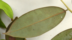 Machaerium condensatum