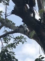 Iguana iguana