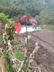 Euphorbia cotinifolia