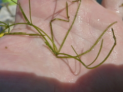 Nitellopsis obtusa