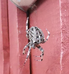 Araneus diadematus