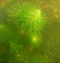 Myriophyllum sibiricum