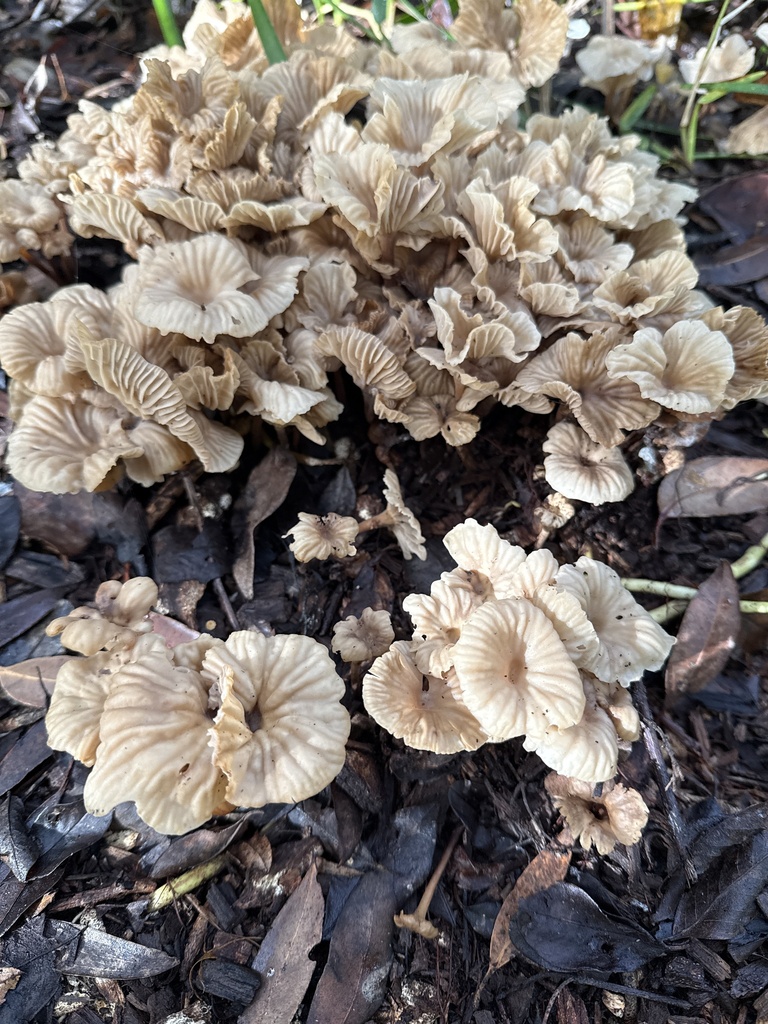 Collybia kurara · April 2025 · photo: © stephvg (iNaturalist, cc0)