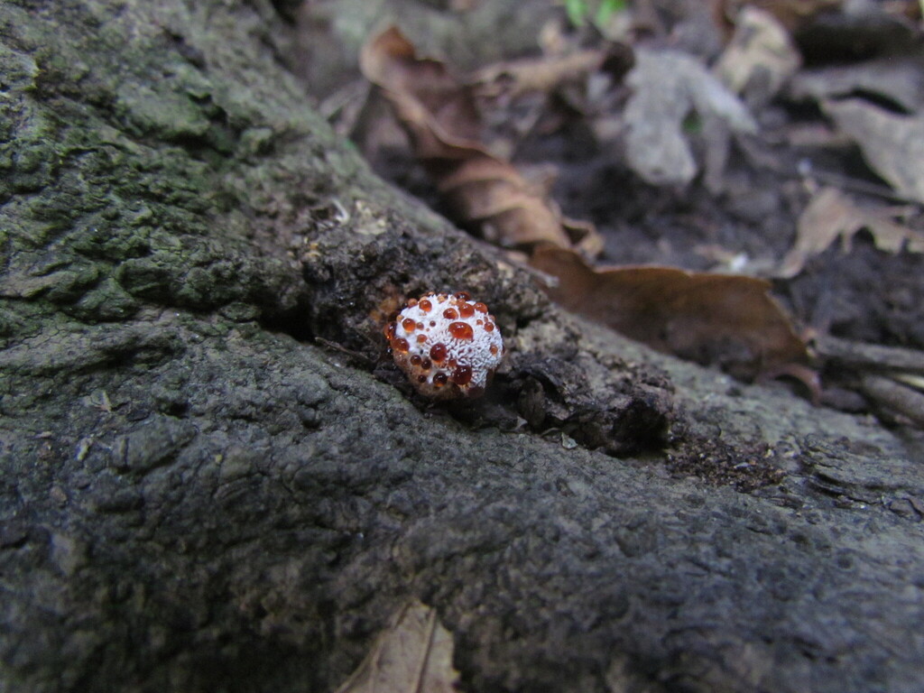 Abortiporus biennis · April 2025 · photo: © matiascabezas (iNaturalist, cc-by)
