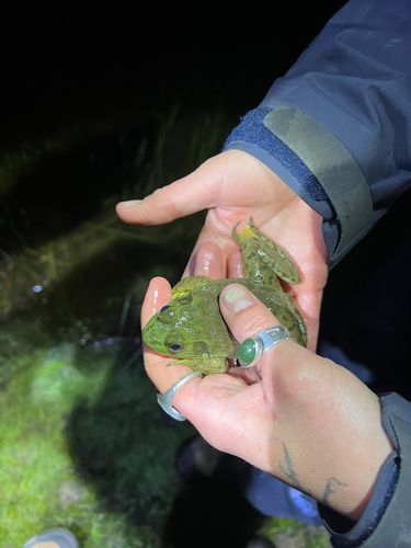 iNaturalist observation photo of American Bullfrog