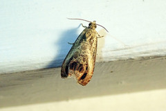 Olethreutes hamameliana