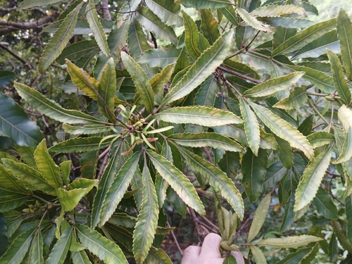 Pterophylla samoensis observed 2025-04-25